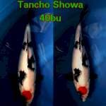 Tanco Showa Joss⭐⭐