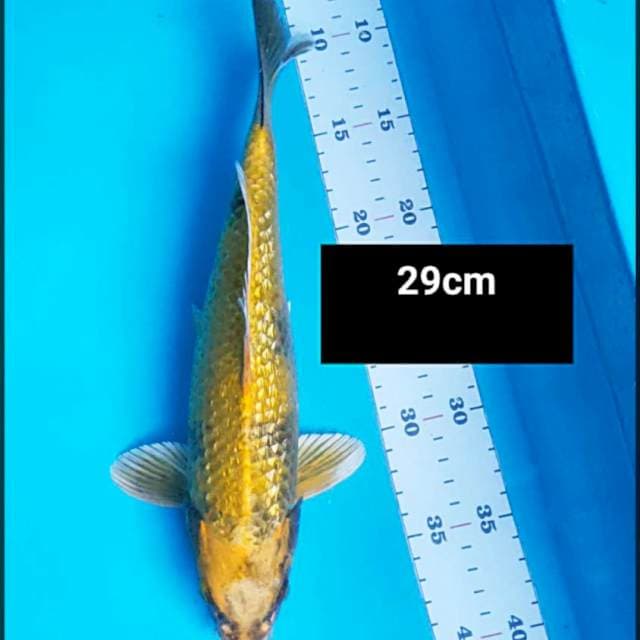 Kin showa ginrin 29cm