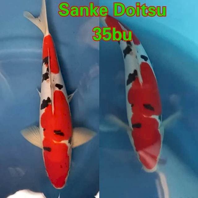 Sanke Doitsu 🔥🔥🔥