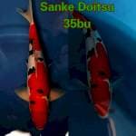 Sanke Doitsu 🔥🔥🔥
