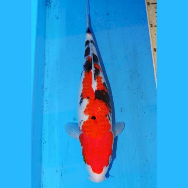 SANKE 33cm