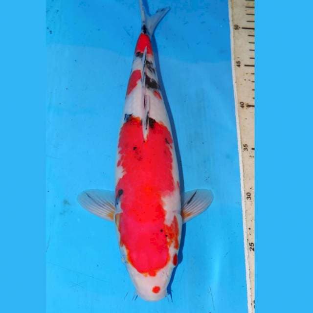 SANKE 3 STEP 35cm