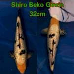 Shiro Beko Ginrin ⭐⭐⭐