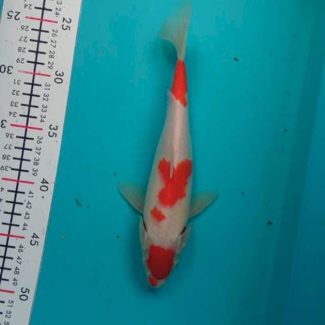 KOHAKU