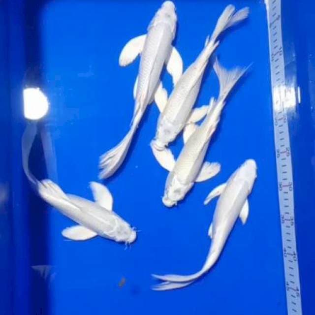 Platinum kumpay 5 ekor