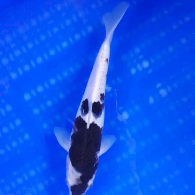 Black Kohaku 25cm