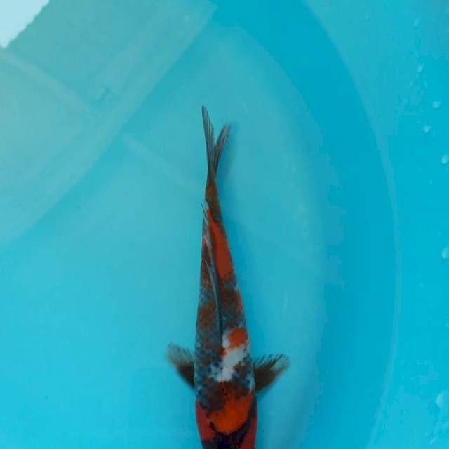 Showa 25cm