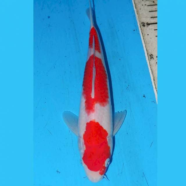 KOHAKU SIMETRIS