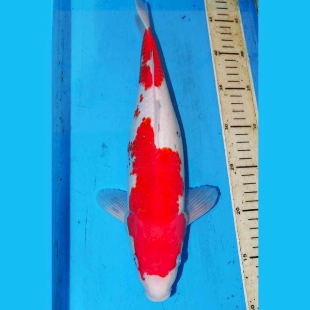 36cm KOHAKU RED DEVIL