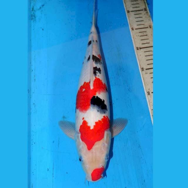 38cm TSUBOSUMI SANKE