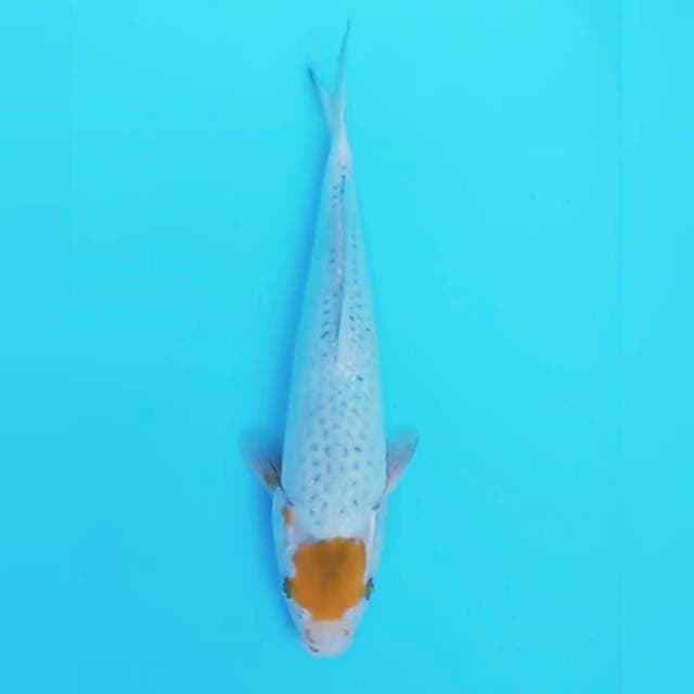 TANCHO HARIWAKE #35Cm