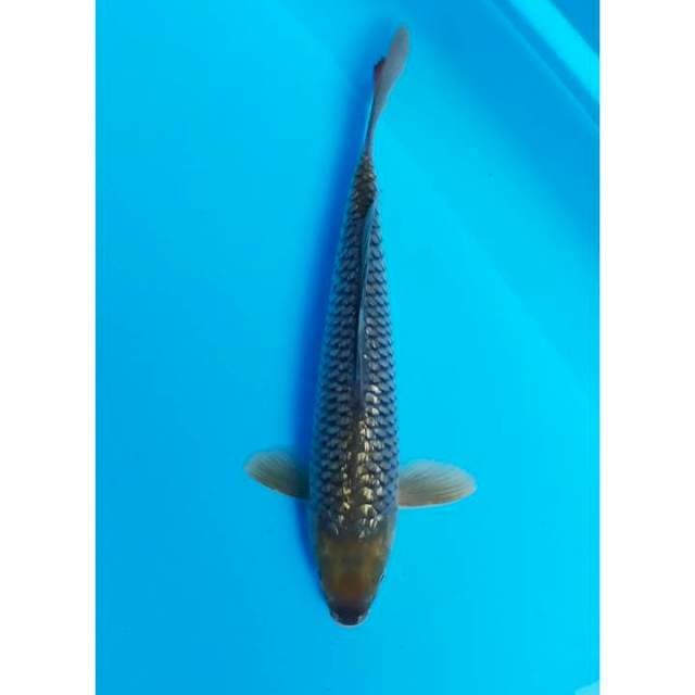 ginrin 33 cm