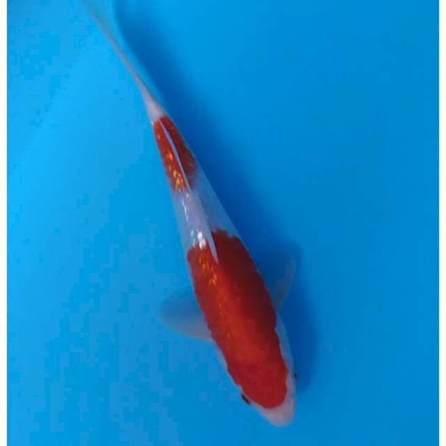 ginrin 26 cm