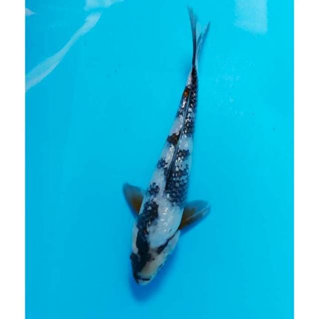 ginrin 29 cm