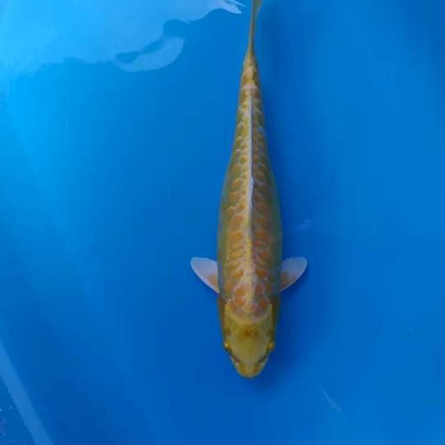 yellow 37 cm