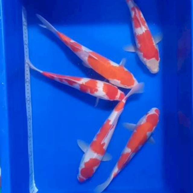 Kohaku 5 ekor