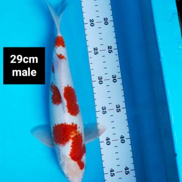 Kohaku strong 29cm male