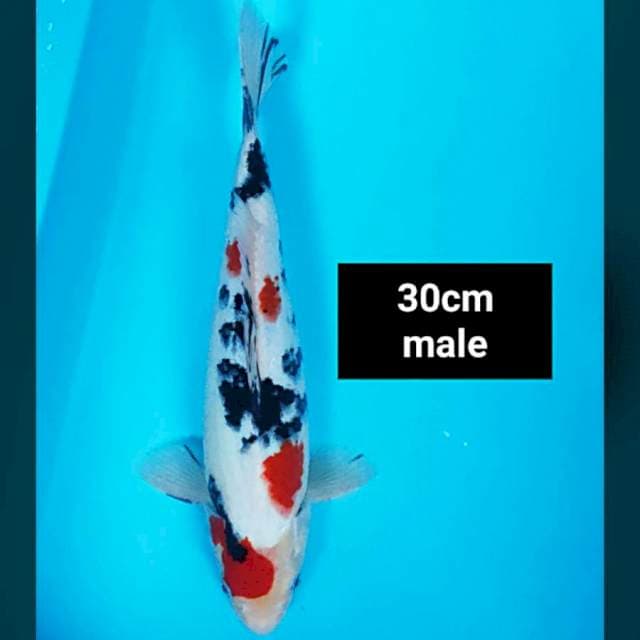 Good sanke 30cm male