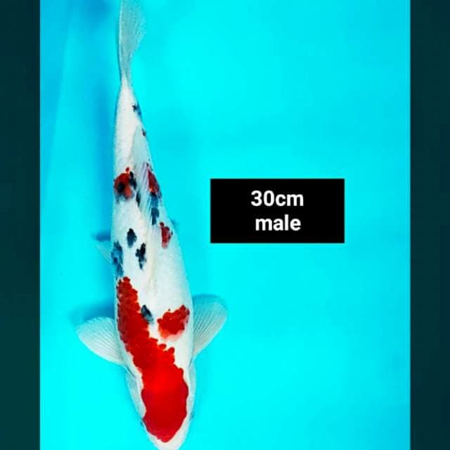 Sanke josss 30cm male