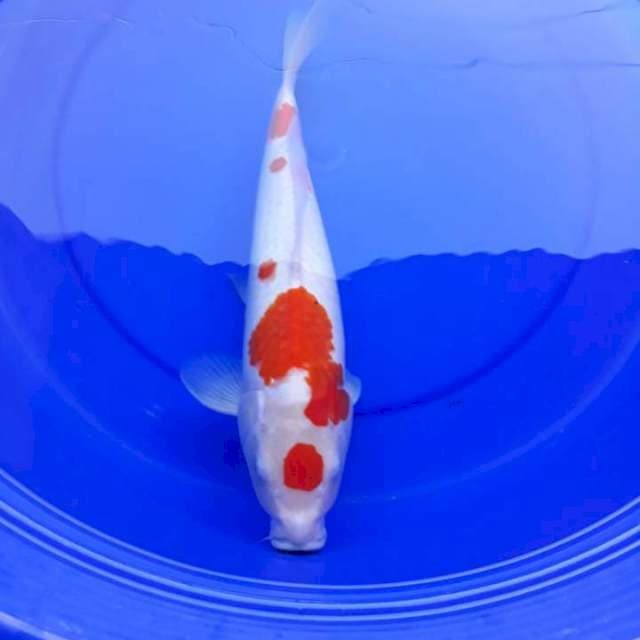 Kohaku family 3 ekor
