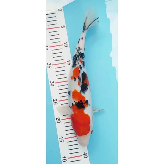 Sanke 35 cm