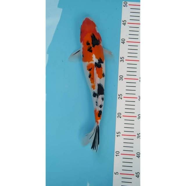 Sanke 36 cm