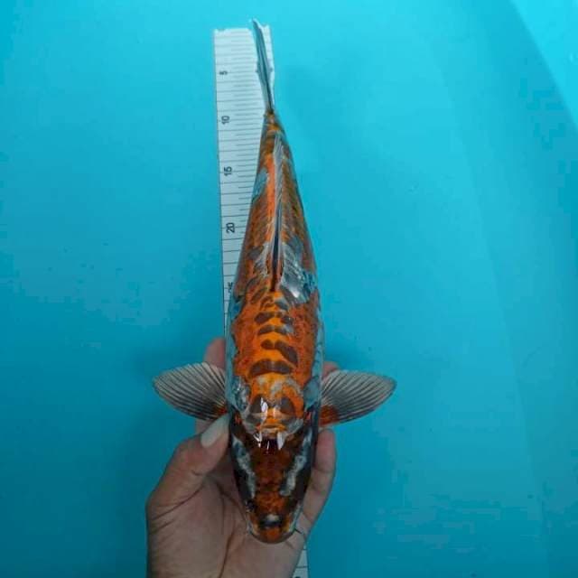 Kikoriyu 37 cm