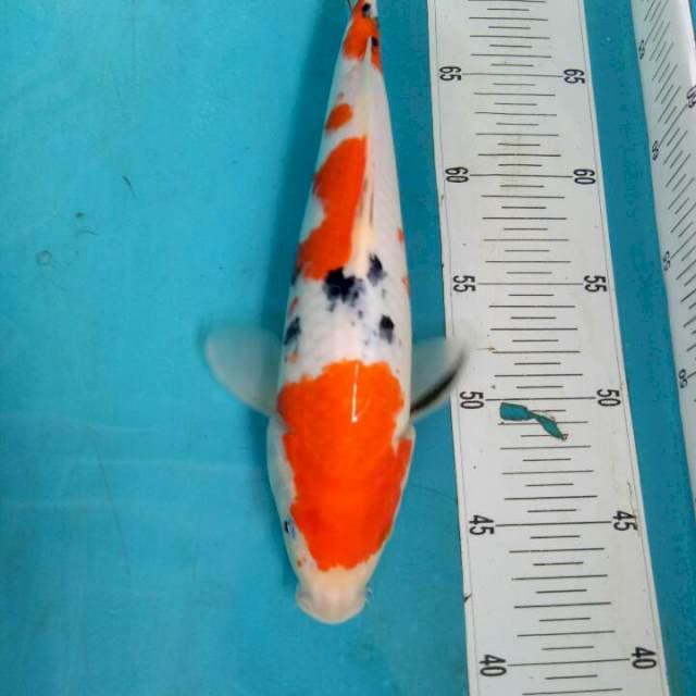 Sanke f1 sakai 31cm