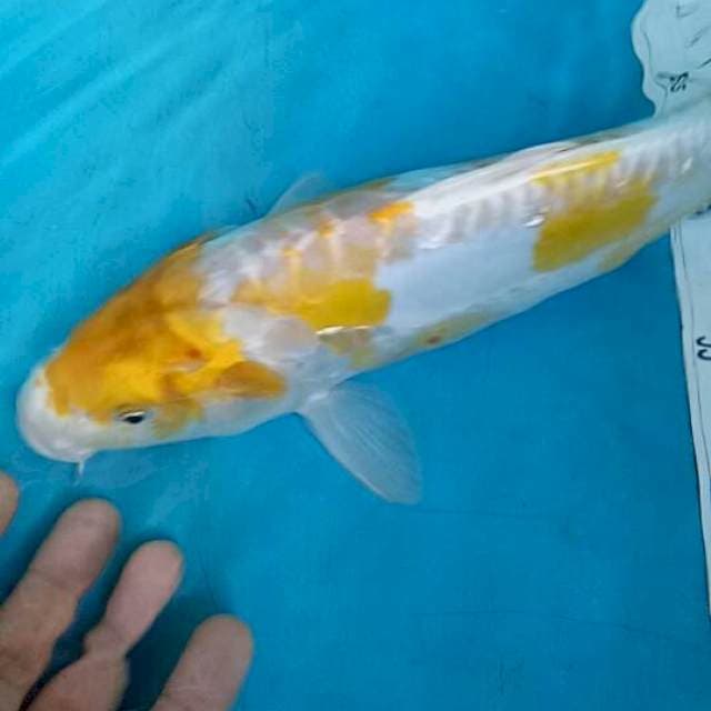 ayawakaba f1 tomezo