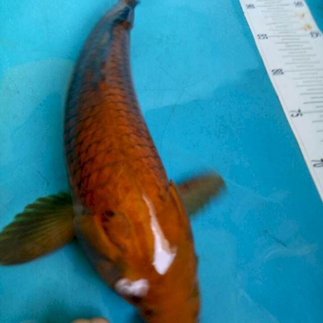 Cagoi f1 marudo