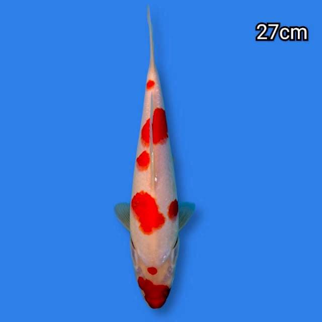 B. KOHAKU #2