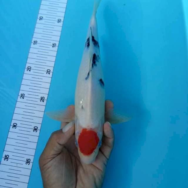 Tanco, 29 cm