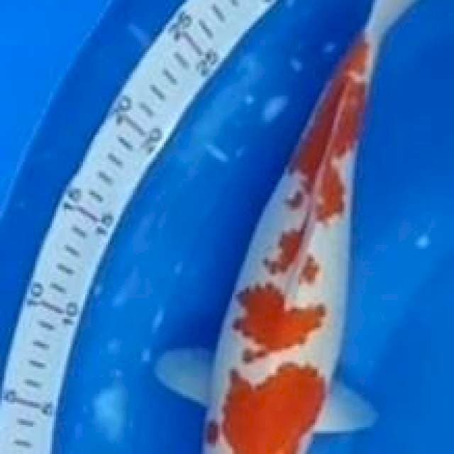 KUCIBENI KOHAKU 35c