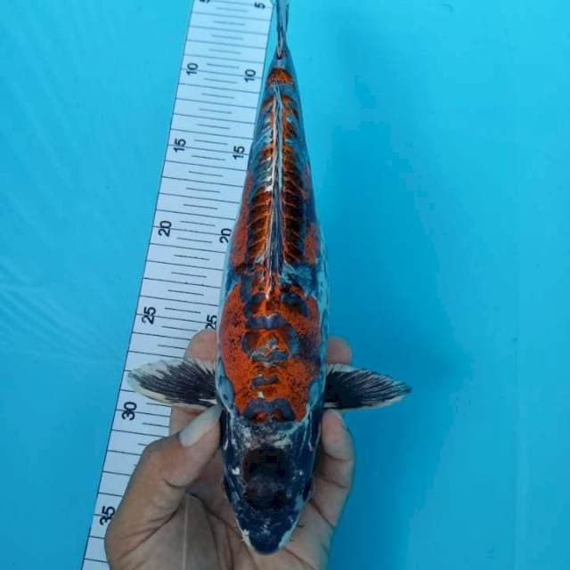 Kikoriyu, 29 cm 