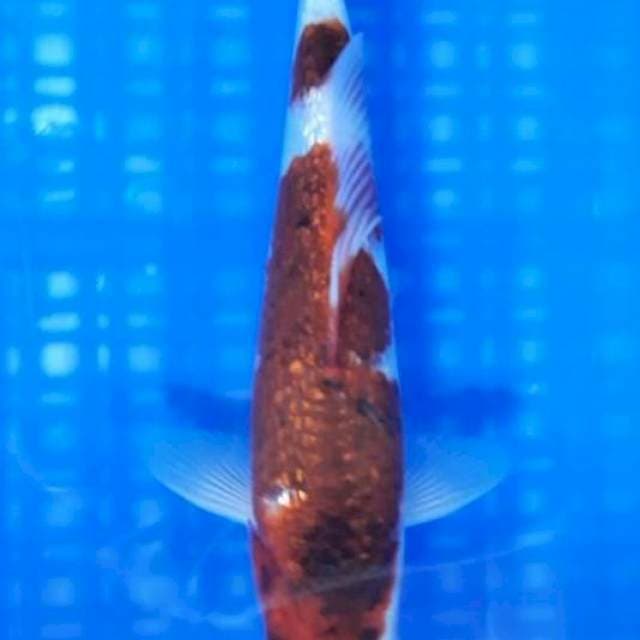Blink-blink Ai Goromo 25cm