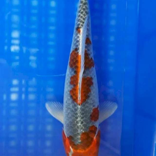 Kuro Goshiki Orisinil 30cm