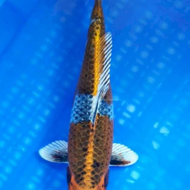 Beni Gingga 31cm