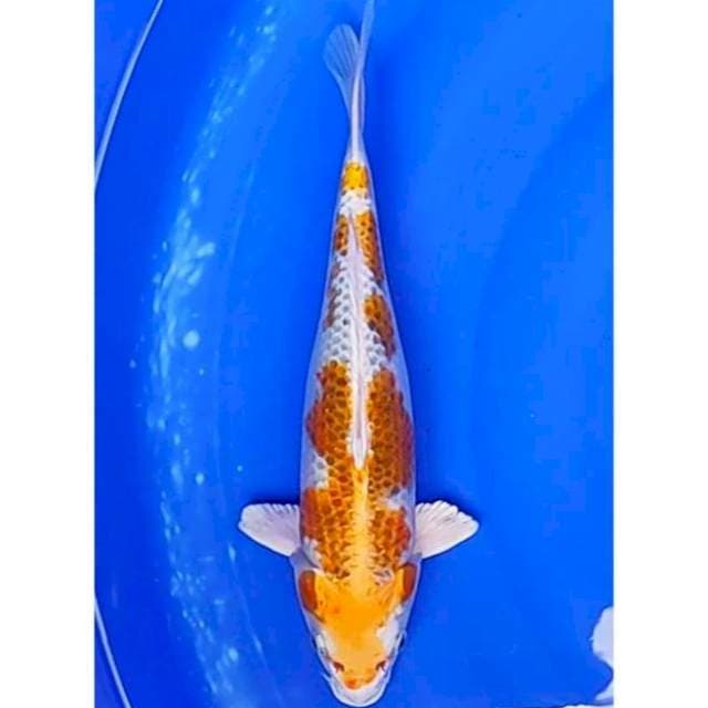 High Quality Hariwake 31cm (F)