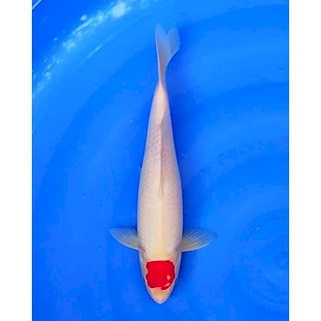 Tancho Kohaku Original 30cm (M)