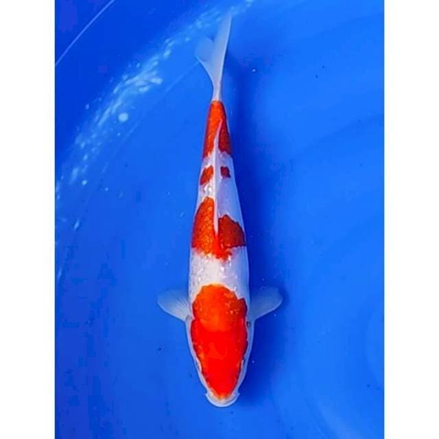 Ginrin Kohaku Original Patern 31cm (M)