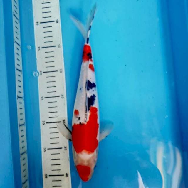 Sanke, 31cm male