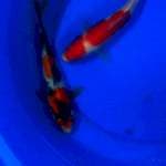 Kohaku. Showa. 22-23cm uncek