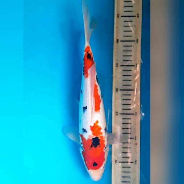 Sanke, 33cm male