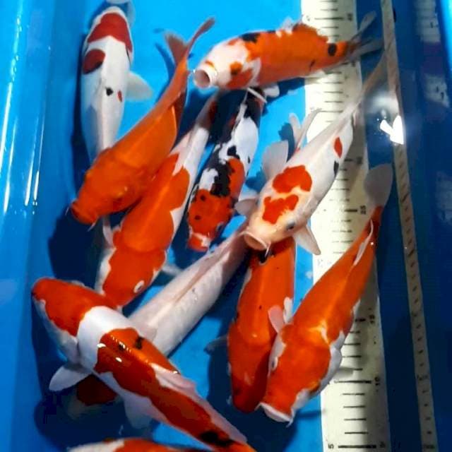 KOHAKU SANKE 23-28 CM 12 EKOR