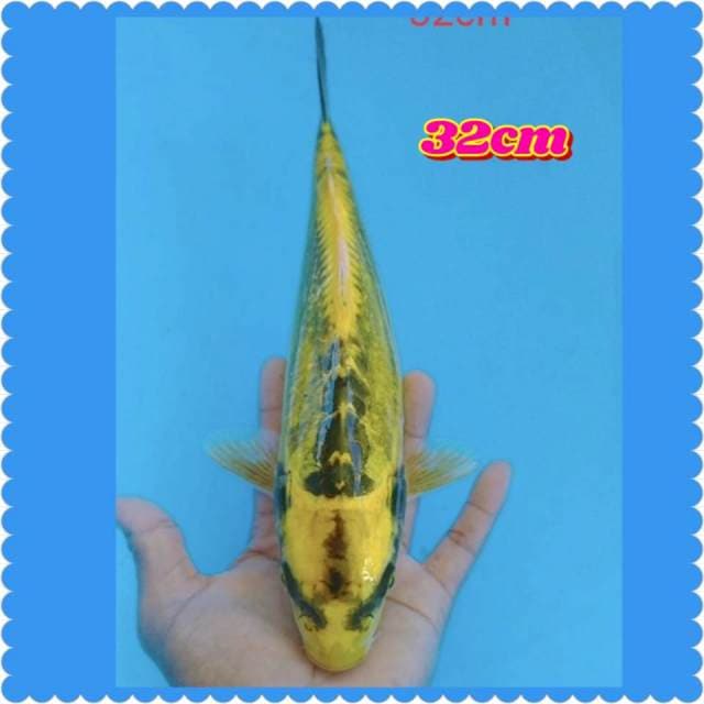 Kuningan.32cm