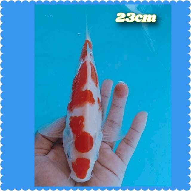 Kohaku 23cm