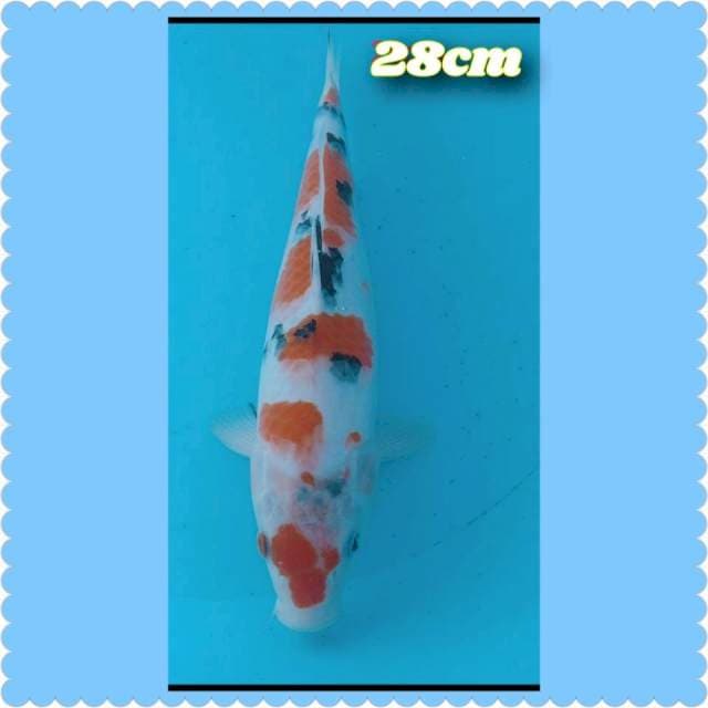 SANKE tategoi 28cm