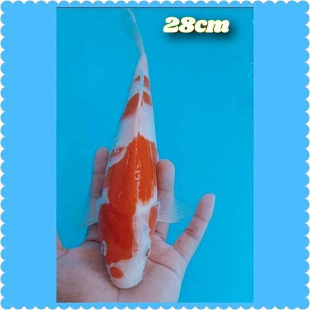 Kohaku 28cm