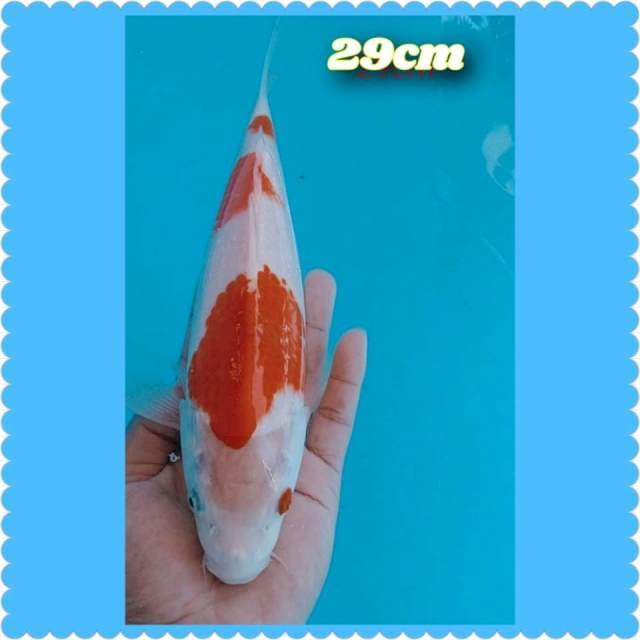 Kohaku 29cm
