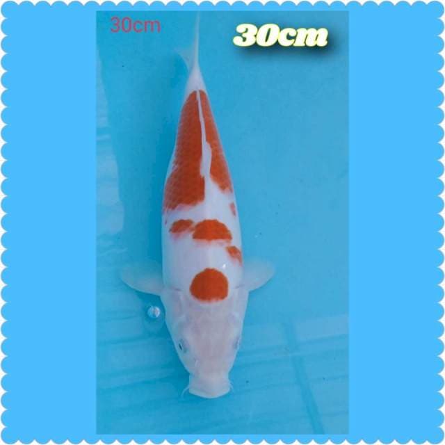 Kohaku 30cm
